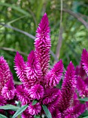 CELOSIA SPIKY PURPLE