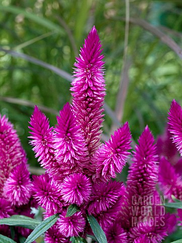 CELOSIA_SPIKY_PURPLE