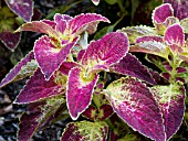 COLEUS DIPT IN WINE