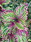 COLEUS PETER WONDER