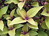 COLEUS PINEAPPLE PRINCE