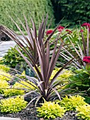 CORDYLINE RED SENSATION