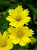 COREOPSIS GRANDIFLORA DOMINO