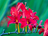 CROCOSMIA LUCIFER