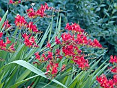 CROCOSMIA LUCIFER