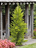 CUPRESSUS SEMPERVIRENS