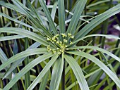 CYPERUS ALTERNIFOLIA