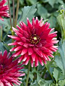 DAHLIA RED PYGMY