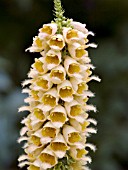 DIGITALIS FERRUGINEA