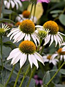 ECHINACEA PURPUREA WHITE SWAN