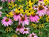 ECHINACEA AND RUDBECKIA MIX