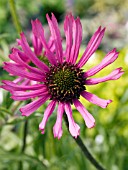 ECHINACEA TENNESSEENSIS