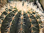 ECHINOCACTUS GRUSONII