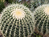 ECHINOCACTUS GRUSONII