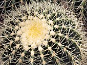 ECHINOCACTUS GRUSONII