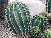 ECHINOPSIS MULTIPLEX