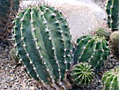 ECHINOPSIS MULTIPLEX