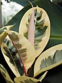 FICUS ELASTICA VARIEGATA