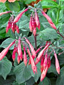 FUCHSIA GARTENMEISTER BONSTEDT