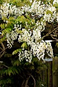 WISTERIA VENUSTA,  (SYN. WISTERIA BRACHYBOTRYS)