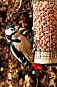 GREAT SPOTTED WOODPECKER ON BIRD FEEDERS