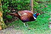 PHEASANT ON LAWN