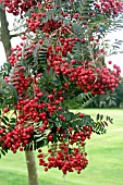 SORBUS VILMORINII RED BERRIES