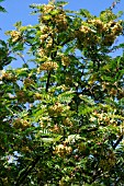 SORBUS JOSEPH ROCK