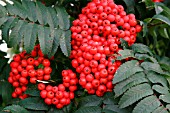 SORBUS COMMIXTA