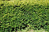 YEW HEDGE