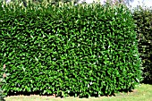 LAUREL HEDGE