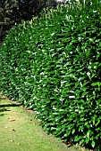 LAUREL HEDGE