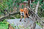 RED FOX (VULPES VULPES) ON TOP OF HEN HOUSE