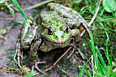 AMERICAN BULLFROG (RANA CATESBEIANA)  FEMALE