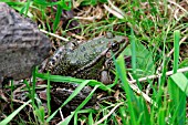 MARSH FROG (RANA RIDIBUNDA)