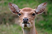 SIKA DEER (CERVUS NIPPON)