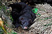 MINK (MUSTELLA VISON)