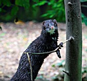 MINK (MUSTELLA VISON)