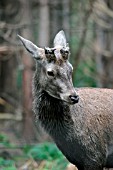 RED DEER (CERVUS ELAPHUS)