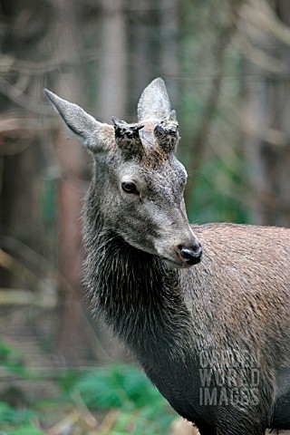 RED_DEER_CERVUS_ELAPHUS