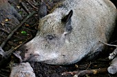 WILD BOAR (SUS SCROFA)