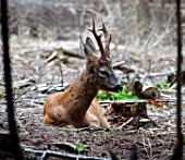 ROE DEER (CAPREOLUS CAPREOLUS)