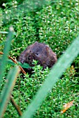 WATER VOLE (ARVICOLA TERRESTRIS) EATING REED MACE