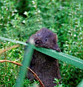 WATER VOLE (ARVICOLA TERRESTRIS) EATING REED MACE