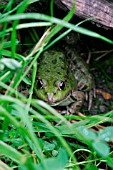 MARSH FROG (RANA RIDIBUNDA)