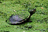 RED EARED TERRAPIN (TRACHEMYS SCRIPTA ELEGANS)