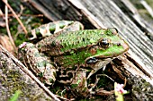 MAR5SH FROG (RANA RIDIBUNDA) ON LOG