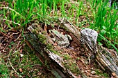 MARSH FROG (RANA RIDIBUNDA) ON LOG