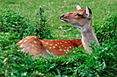 SIKA DEER (CERVUS NIPPON)