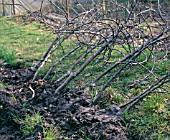 HEALING IN SAPLINGS TO PREVENT ROOTS DRYING OUT